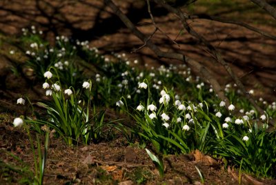 Leucojum vernum - bledule jarní (119) - lokalita U pěti dubů